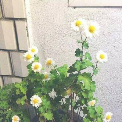 超燃冒险团